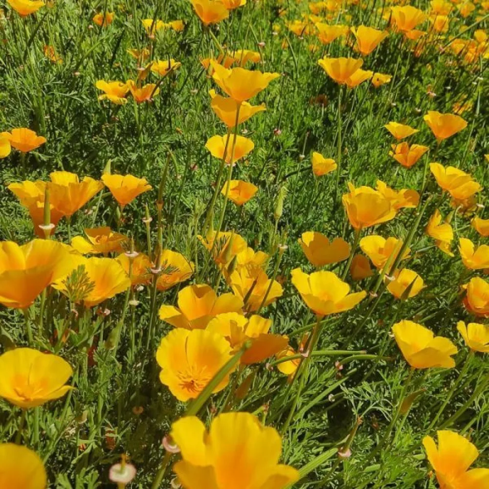 Sömntuta 'Golden West', gyllene