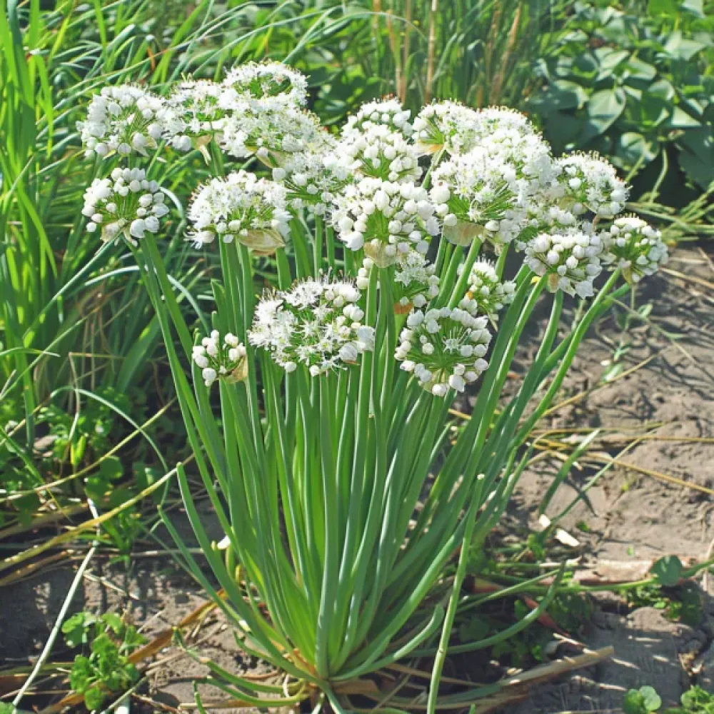 Kinesisk gräslök Allium tuberosum