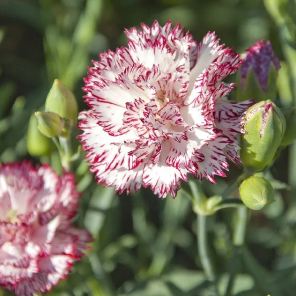 Nejlika Chabaud 'Benigna'