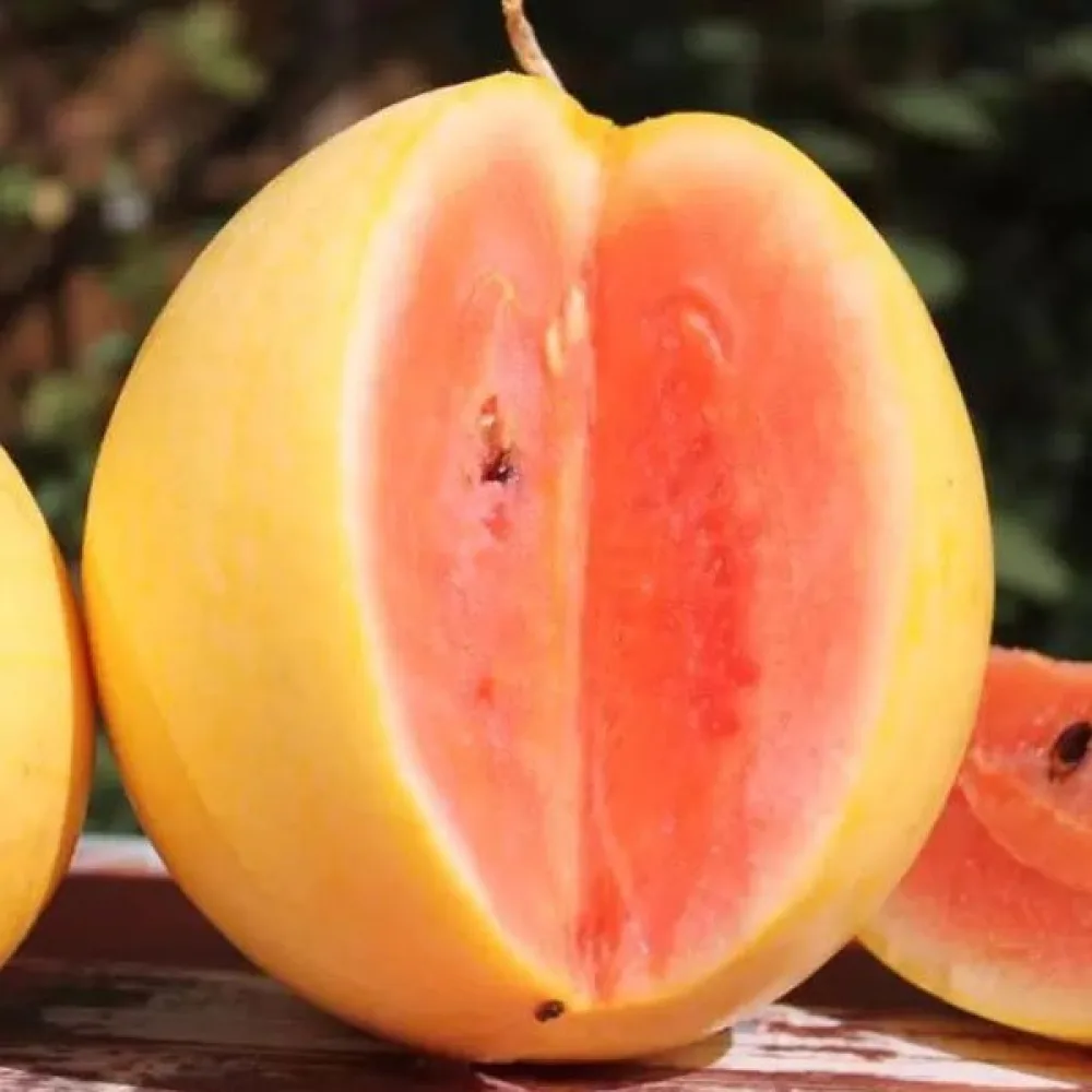 Vattenmelon 'Złoto Wolicy' F1 2,5–3,5 kg