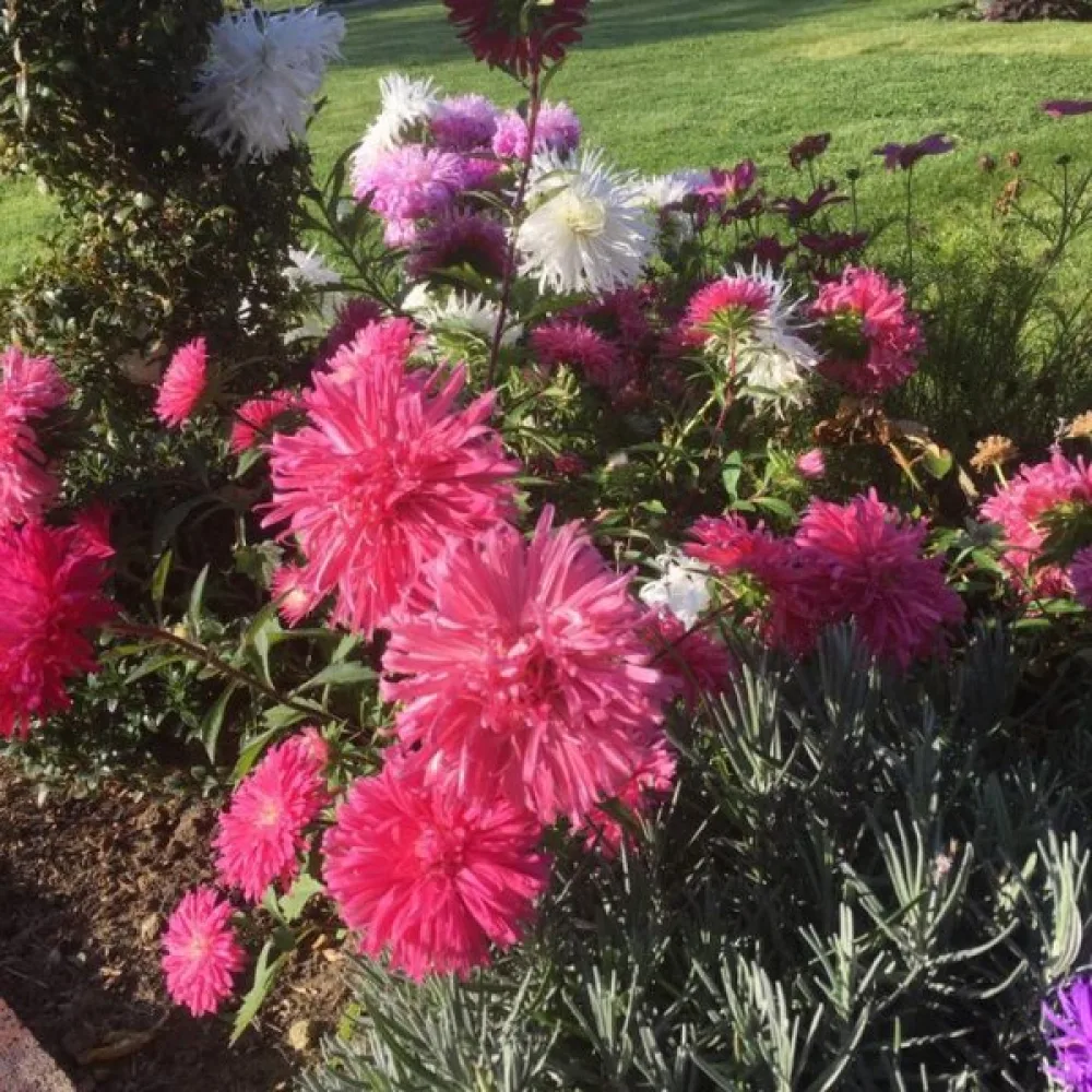Sommaraster 'Ostrich Plume' – rubinröd