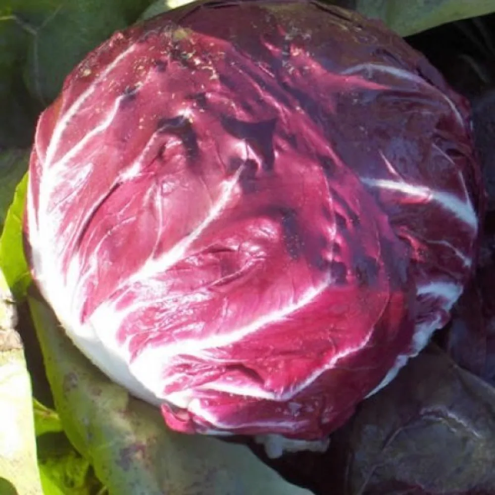 Cikoria 'Variegata di Chioggia'