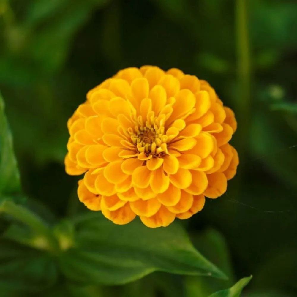 Zinnia 'Canary Bird'