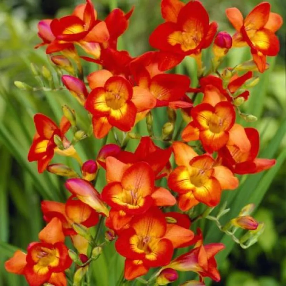 Freesia 'Single red'