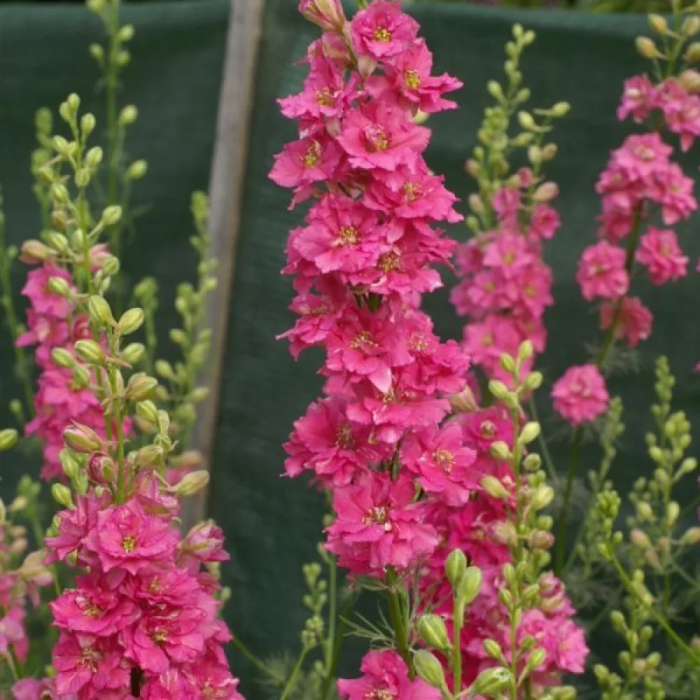 Sommarriddarsporre 'Rose Queen' – djuprosa