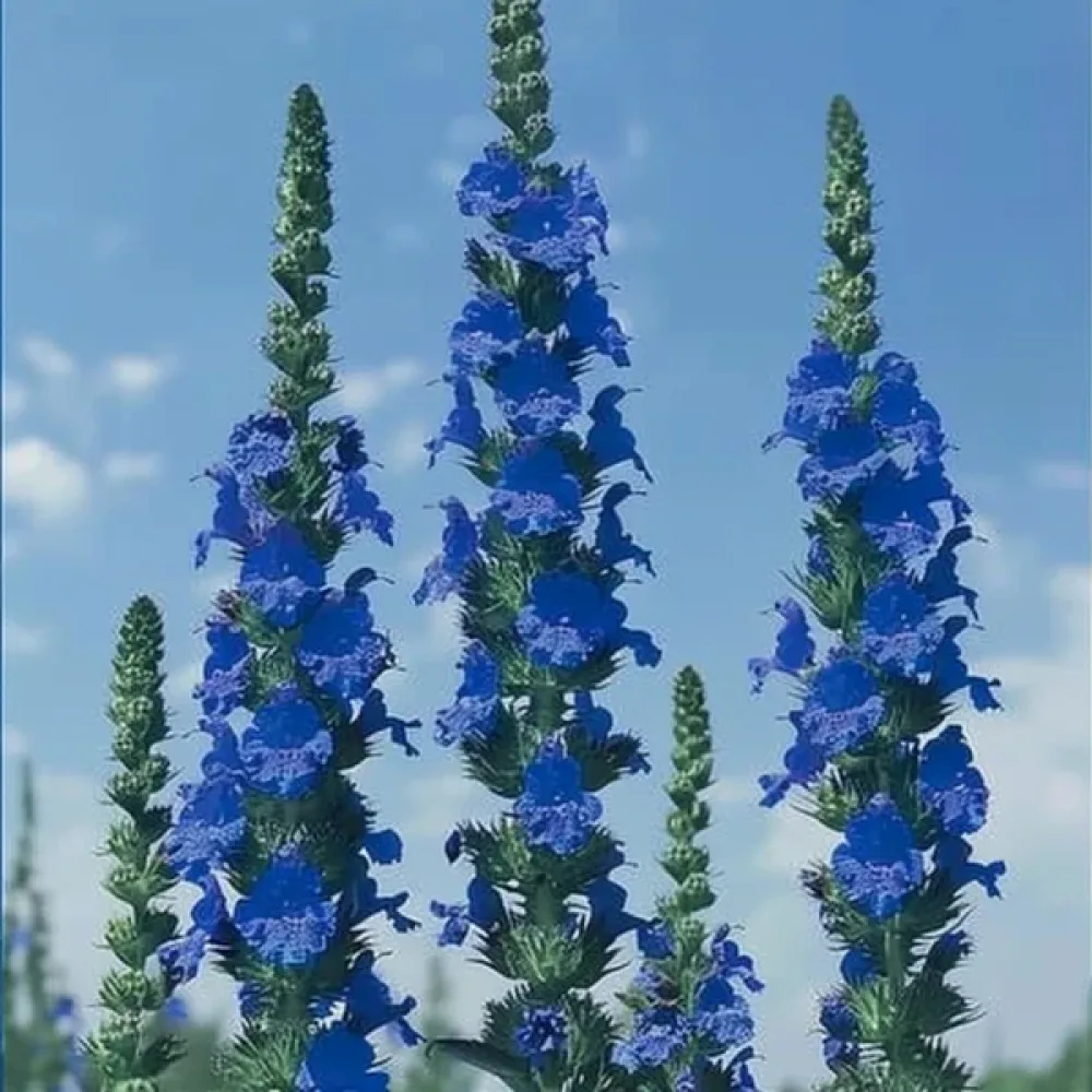 Afrikansk oxtunga 'Blue Angel'
