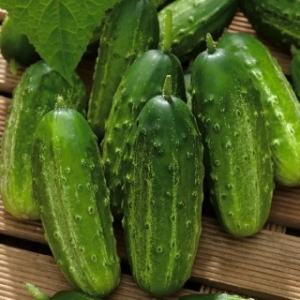 Druvgurka 'Borus' F1
