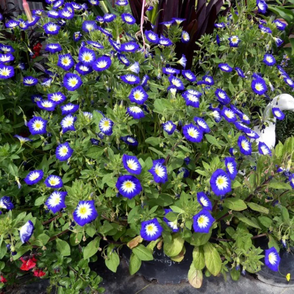 Praktvinda 'Royal Ensign'