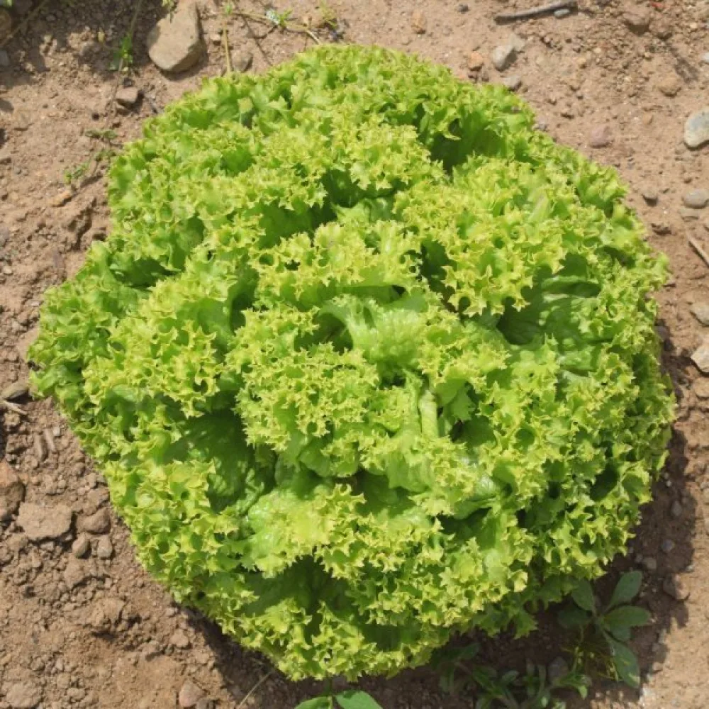 Sallad 'Lollo Bionda'
