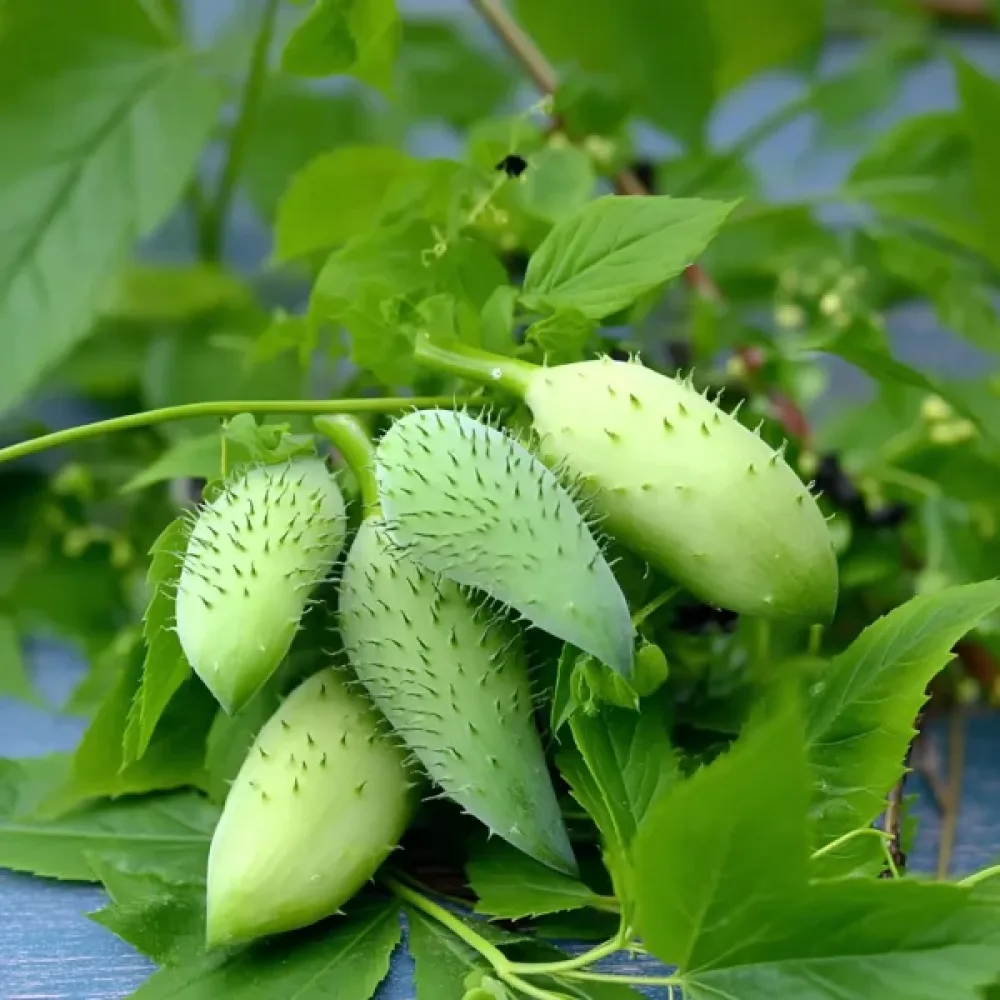 Inkagurka