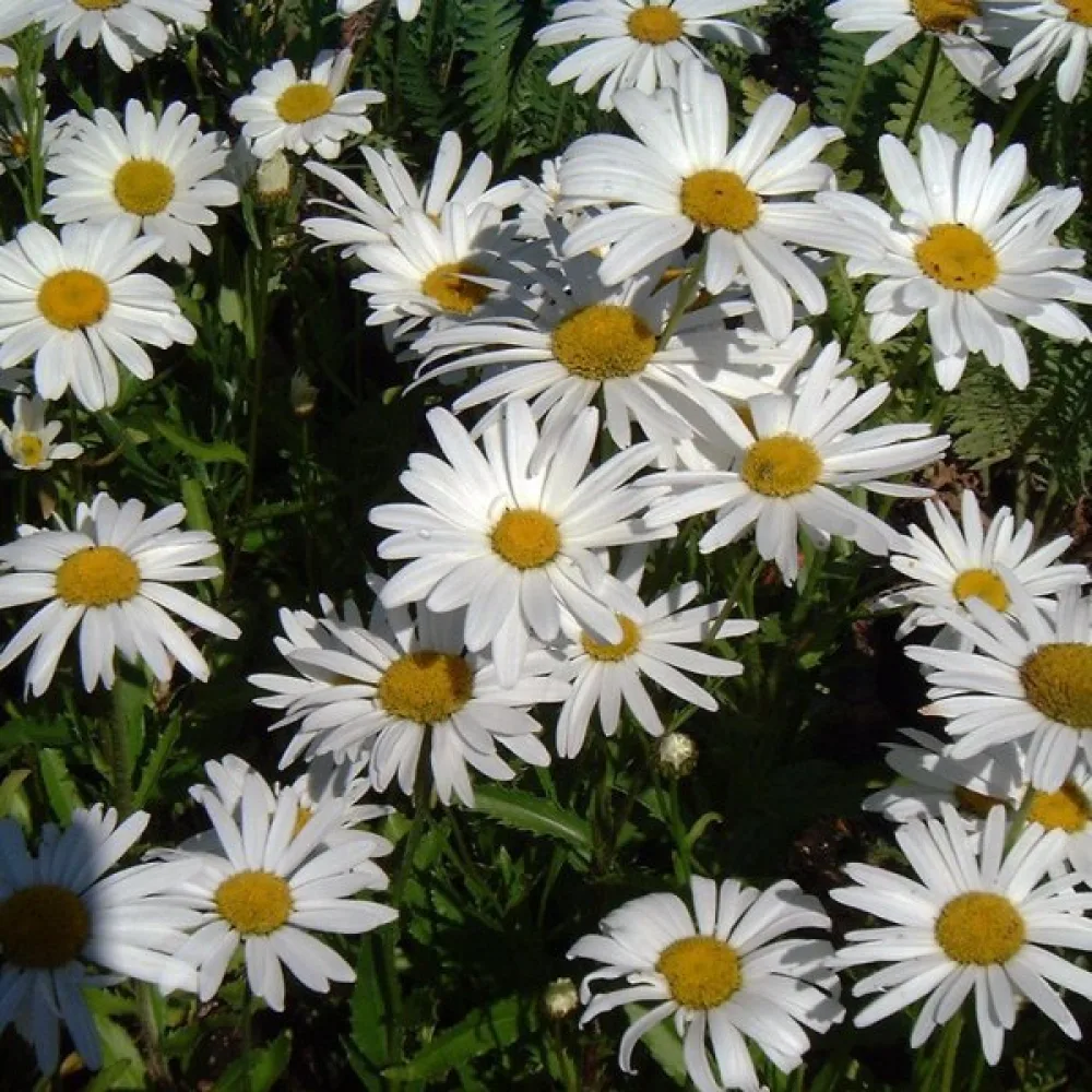 Krysantemum 'Silver Princess', vit