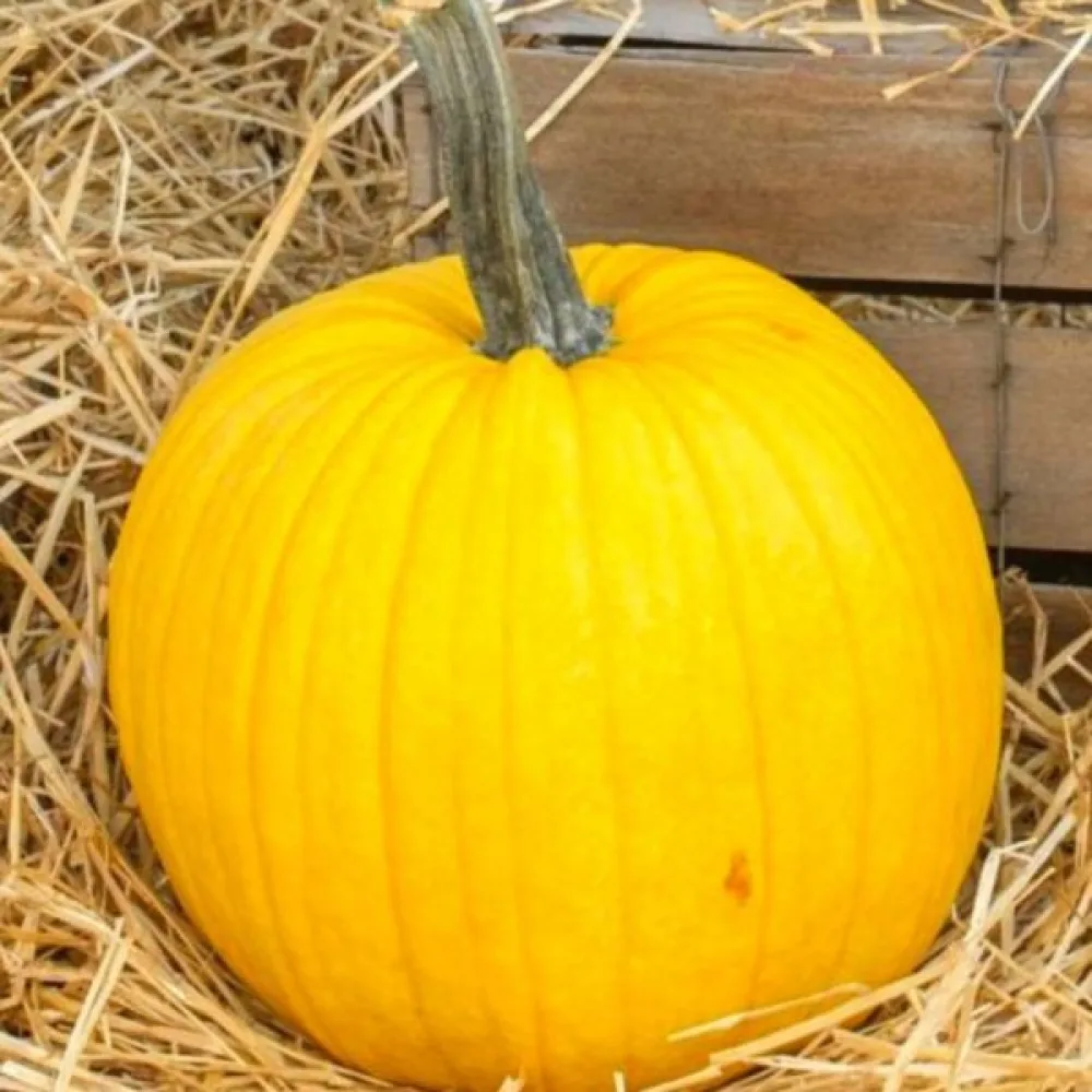 Pumpa 'Bambino'