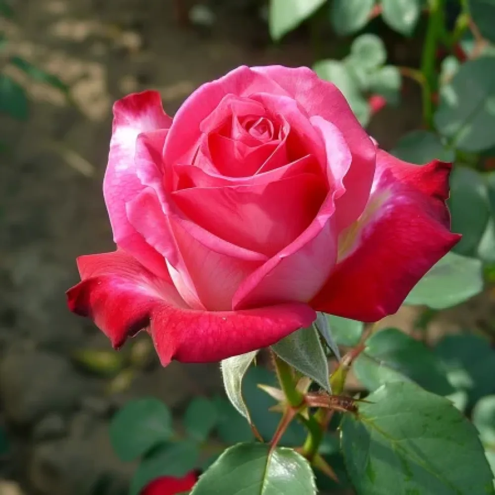 Ros 'Rosalita' – barrotad