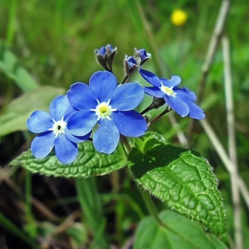 Afrikansk oxtunga 'Blue Angel'