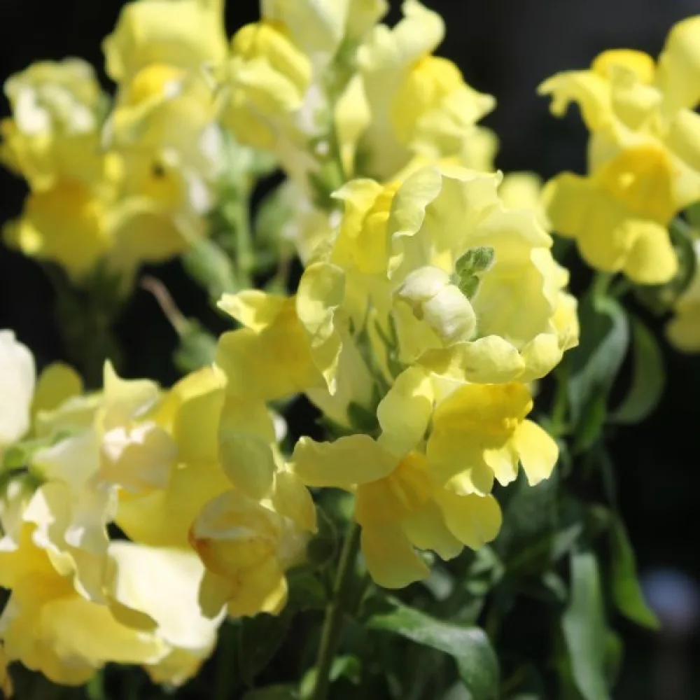 Lejongap 'Canary Bird'