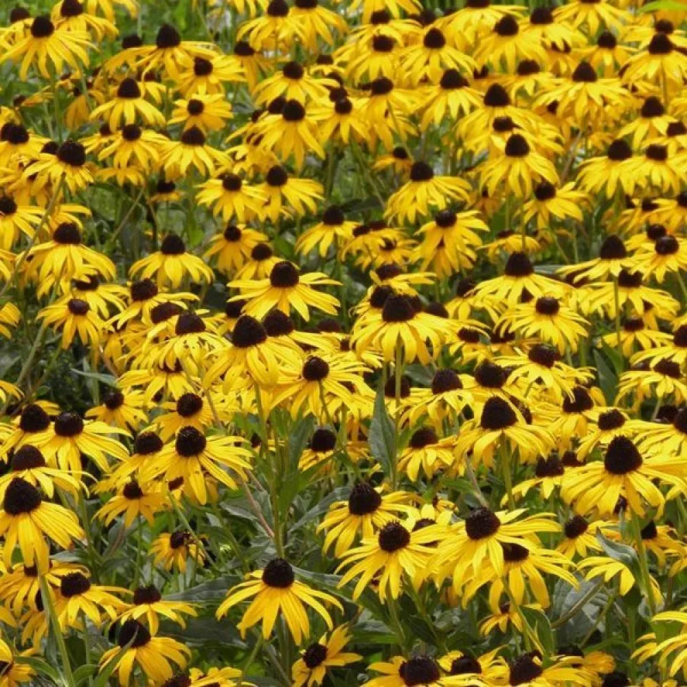 Sommarrudbeckia, vildform