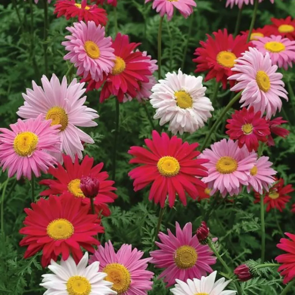 Krysantemum 'Robinson's Giants' mix