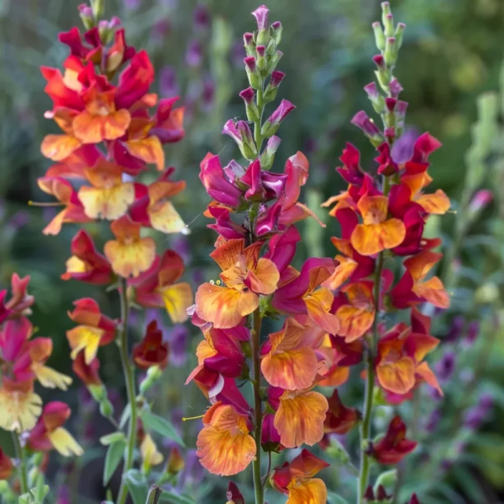 Lejongap 'Copper Queen'