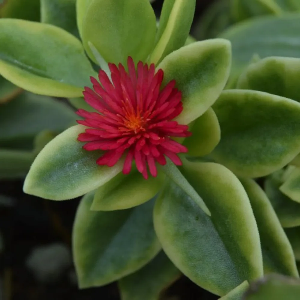Middagsblomma Dorotheanthus bellidiformis, röd