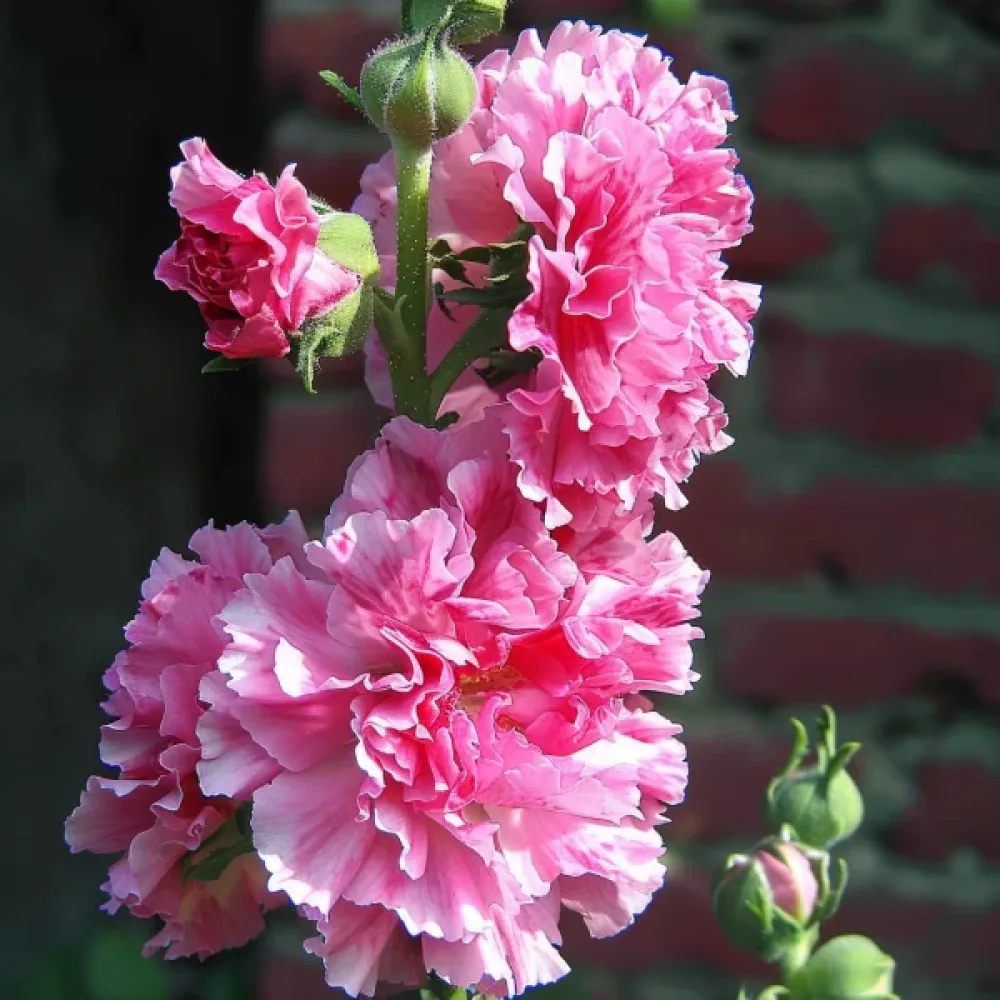 Stockros 'Chaters', rosa