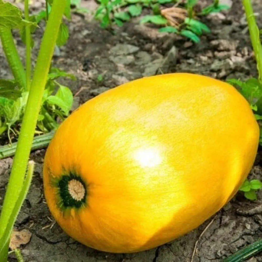 Pumpa 'Yellow Giant'