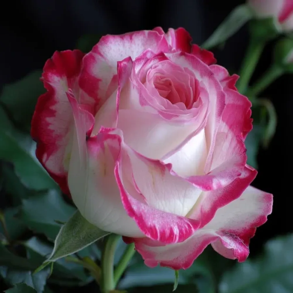 Ros 'Heavens Flower' – barrotad