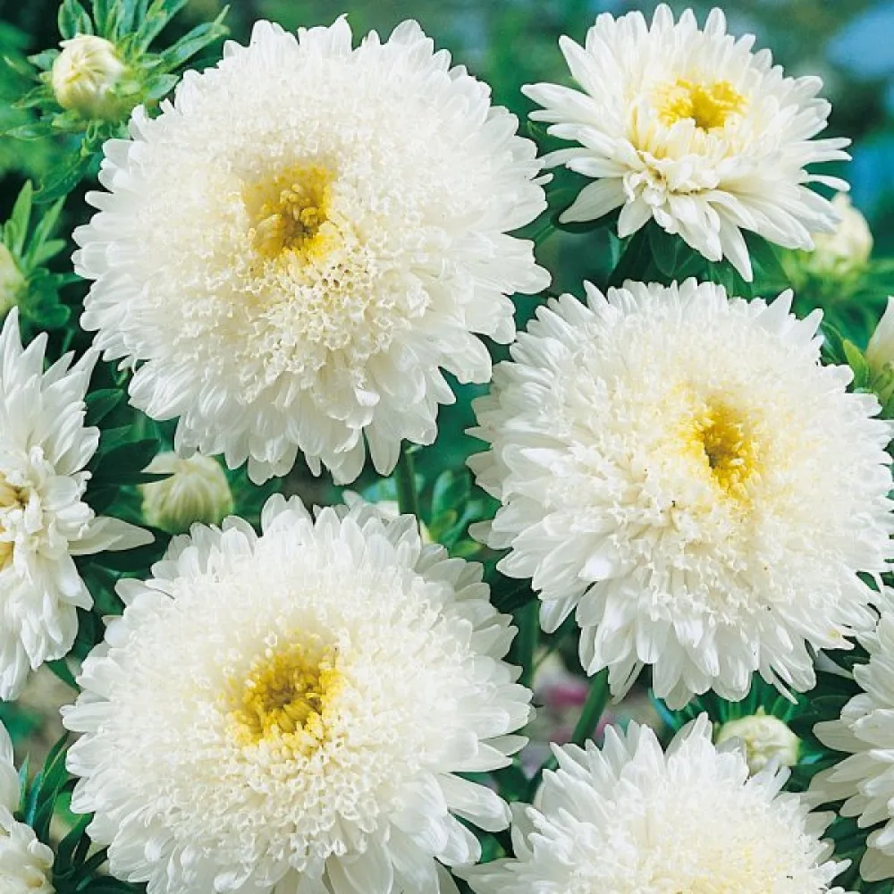 Sommaraster 'Princess' – vit