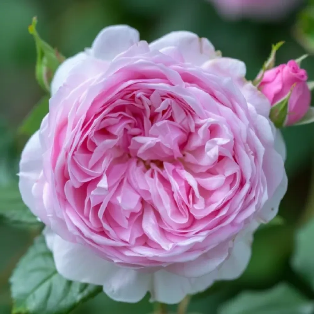 Ros 'Pink Heart' – barrotad