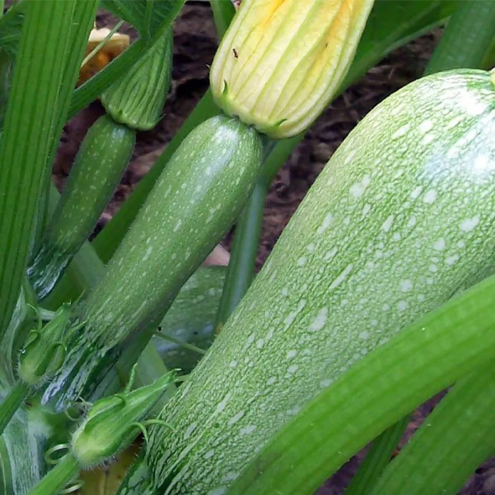 Zucchini 'Grey Zucchini'