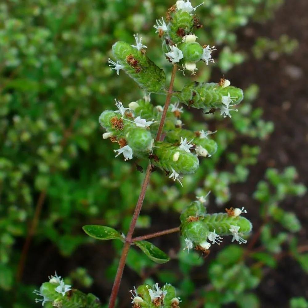 Mejram 'Cuscuta'
