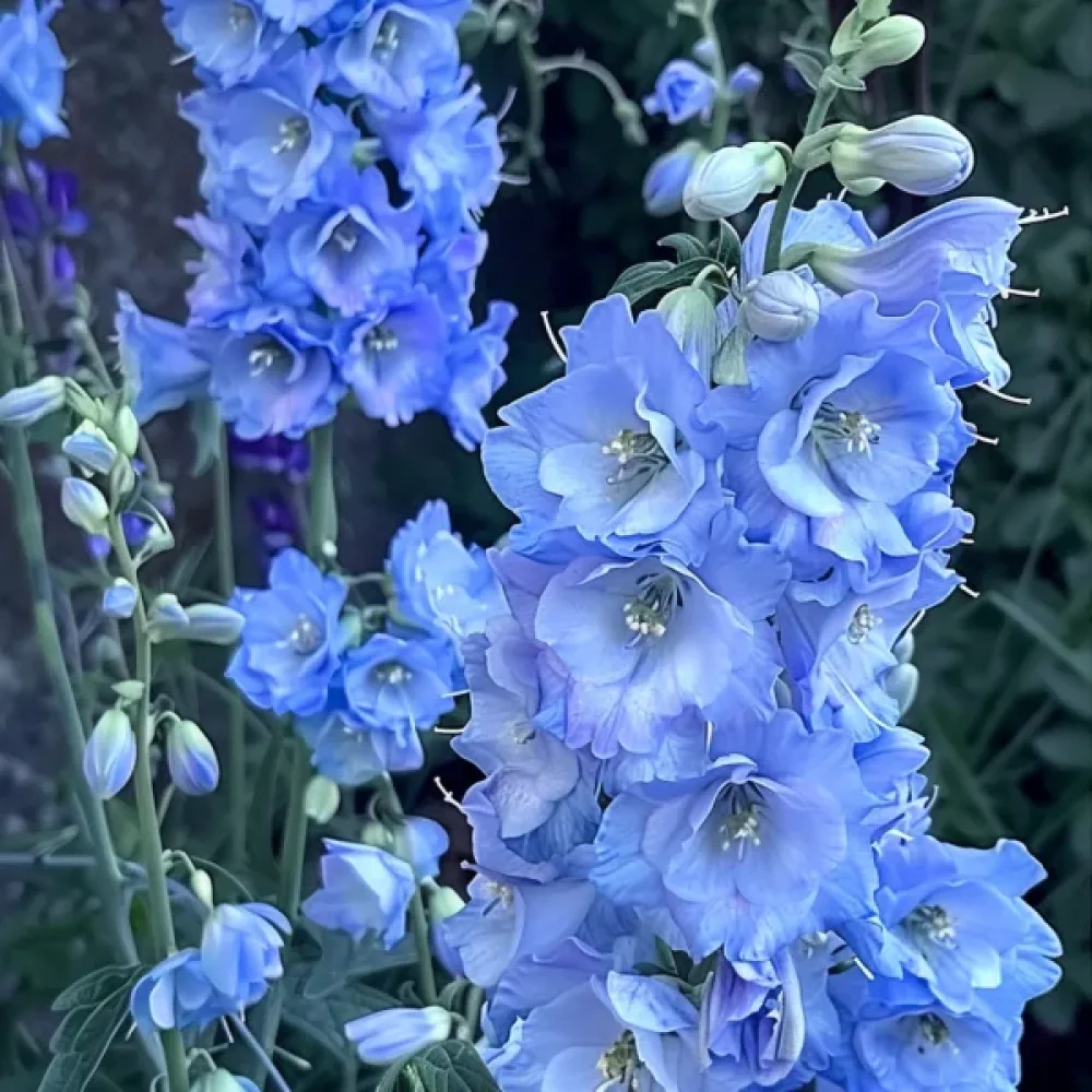 Sommarriddarsporre 'Blue Bell' – blå