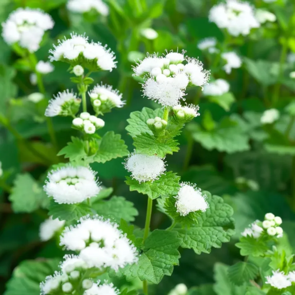 Ageratum, vit