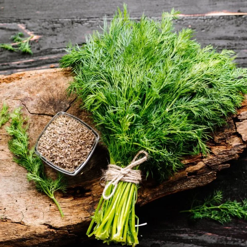 Dill för mikrogrönt