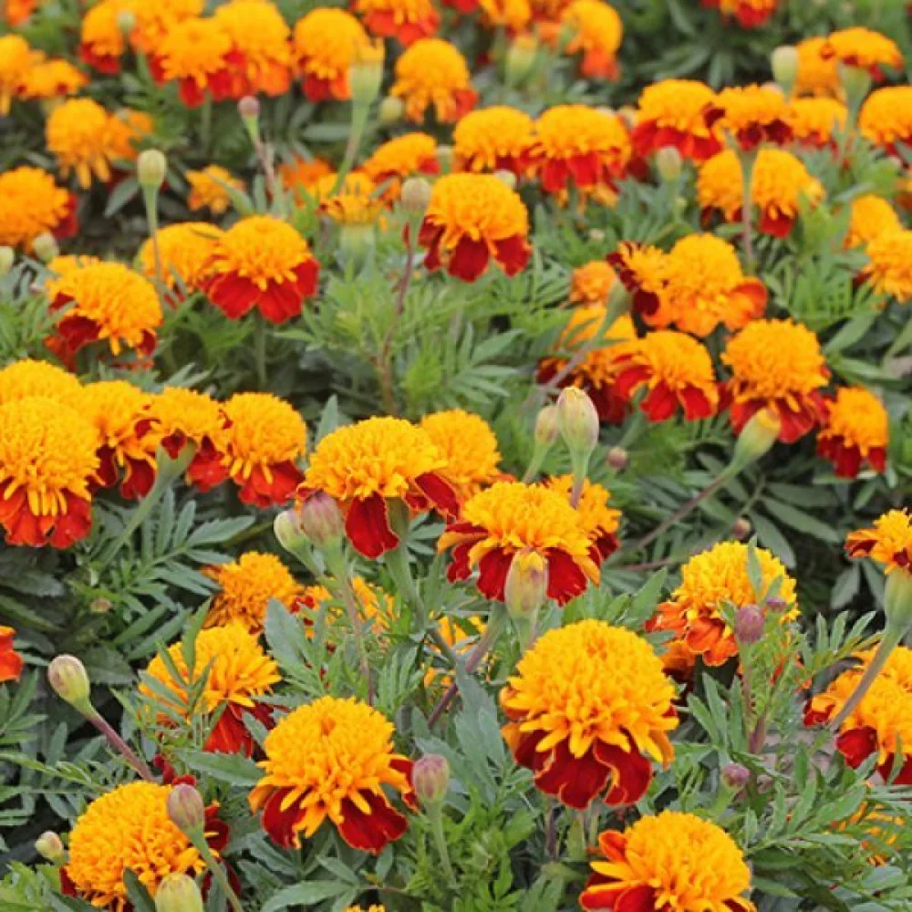 Fransk tagetes 'Tiger Eyes'