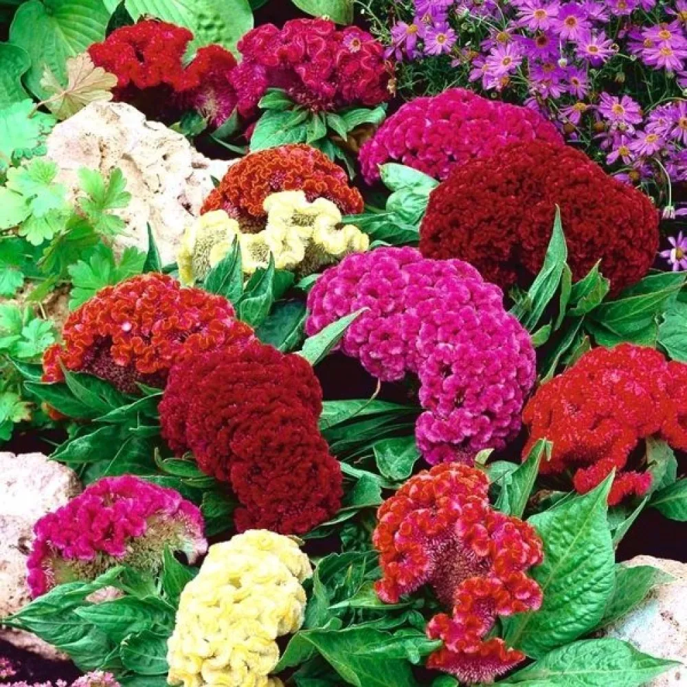 Tuppkam 'Jewel Box', mix