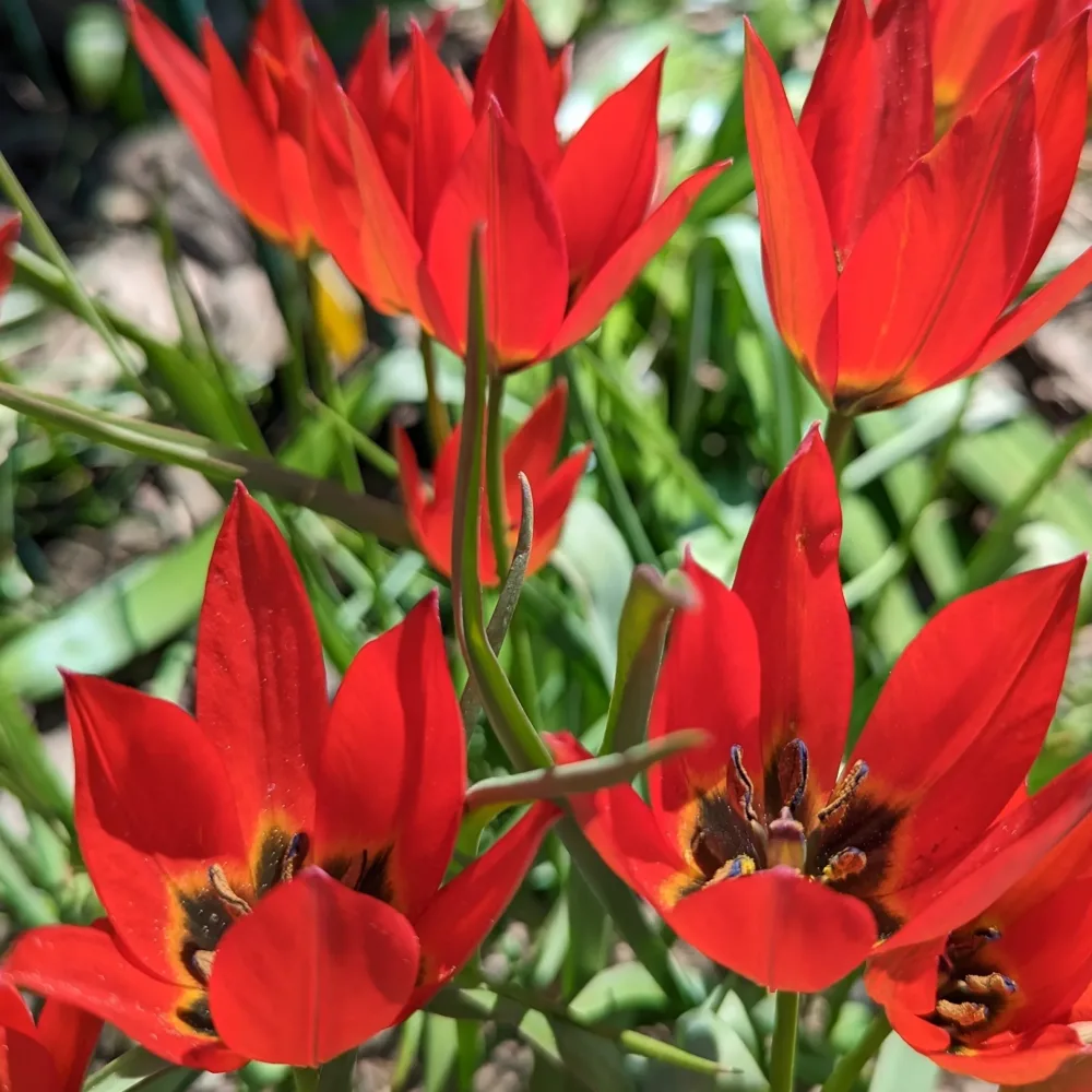 Tulpan 'Lizzy'