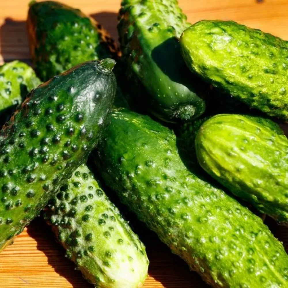 Druvgurka 'Borus' F1