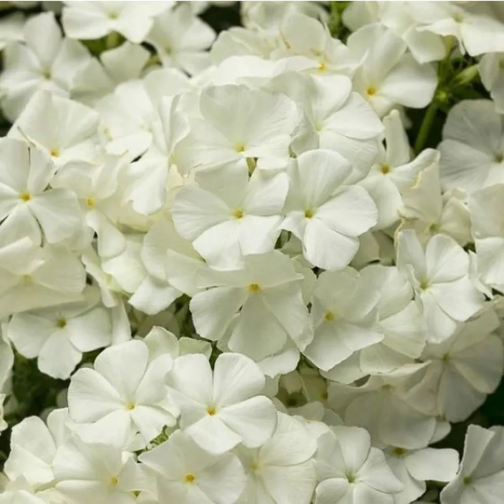 Sommarflox 'Beauty White'