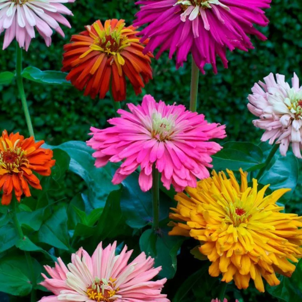 Zinnia, fylld blandning