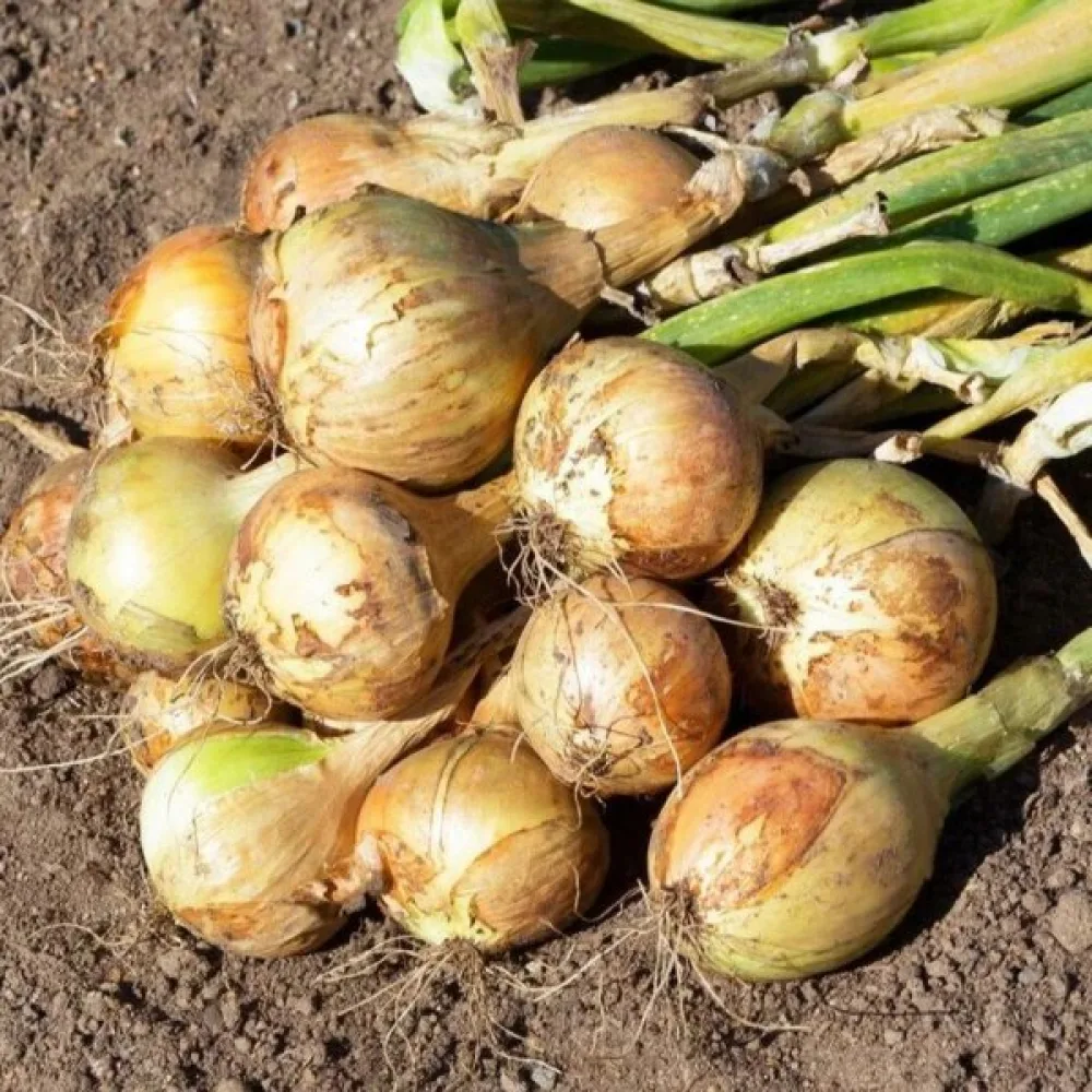 Matlök 'Yellow Sweet Spanish'
