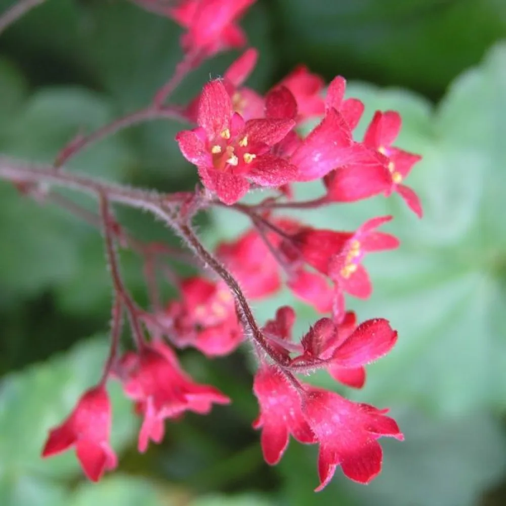 Blodalunrot 'Bressingham' – mix