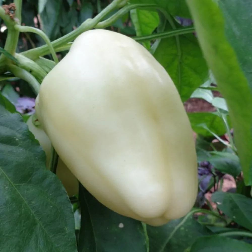 Paprika 'Zorza'