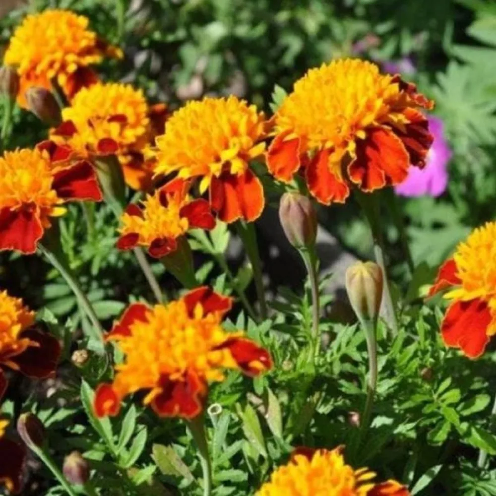 Fransk tagetes 'Goldköpfchen'
