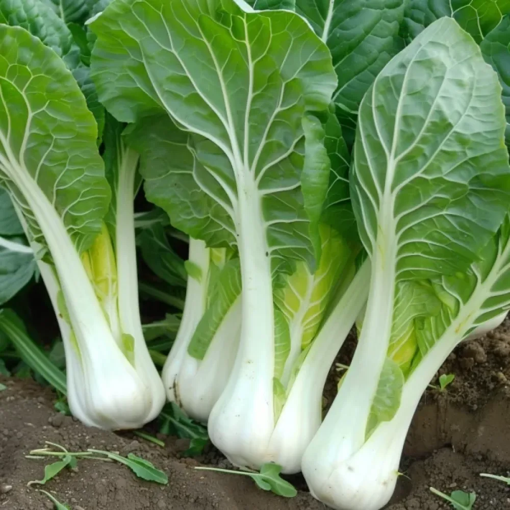 Pak choi, vit, för mikrogrönt