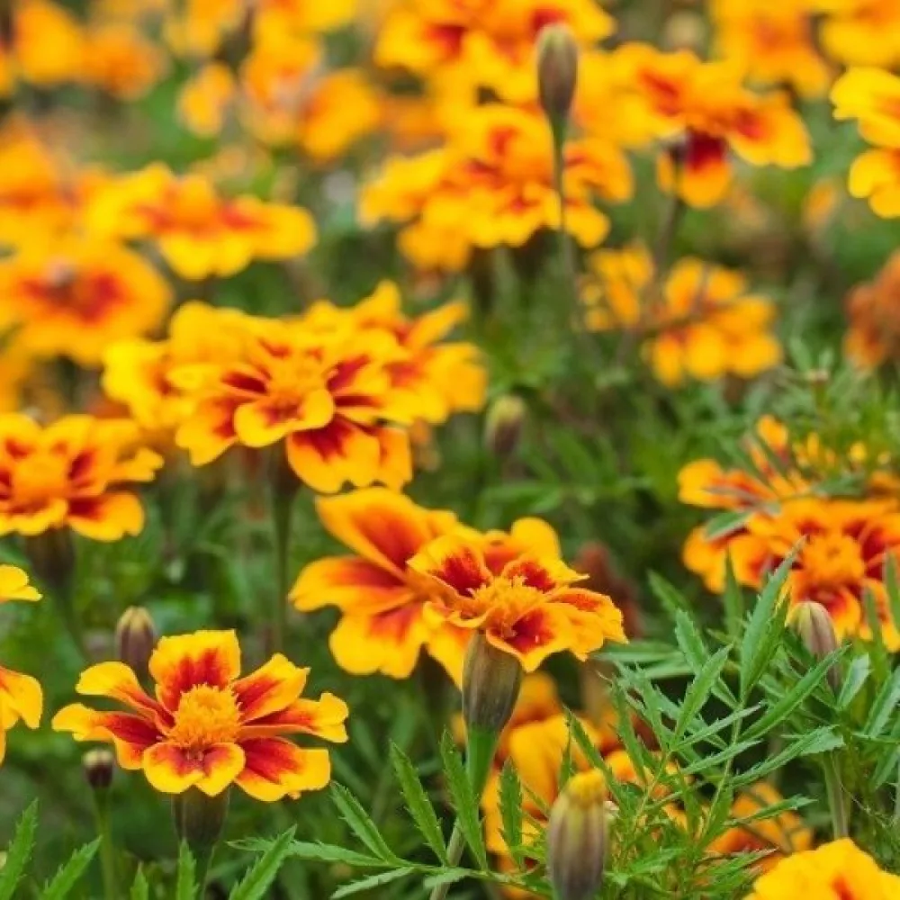 Fransk tagetes 'Dainty Marietta'