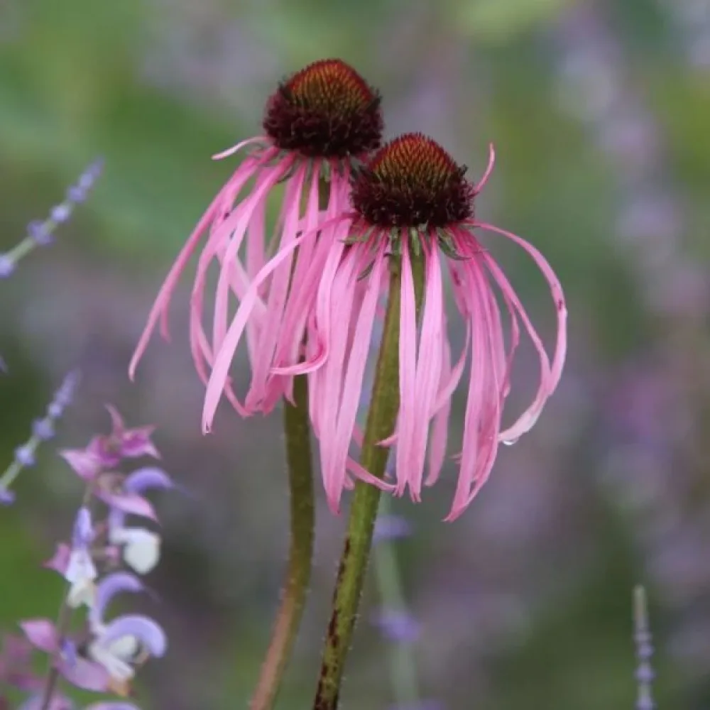 Solhatt Echinacea, ljusrosa