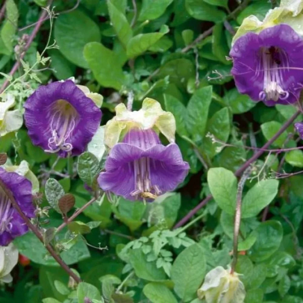 Klockranka, violett