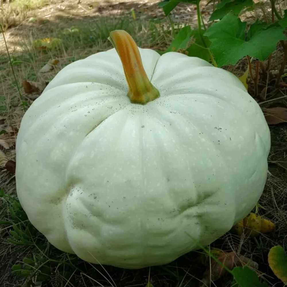Pumpa 'Lumina'