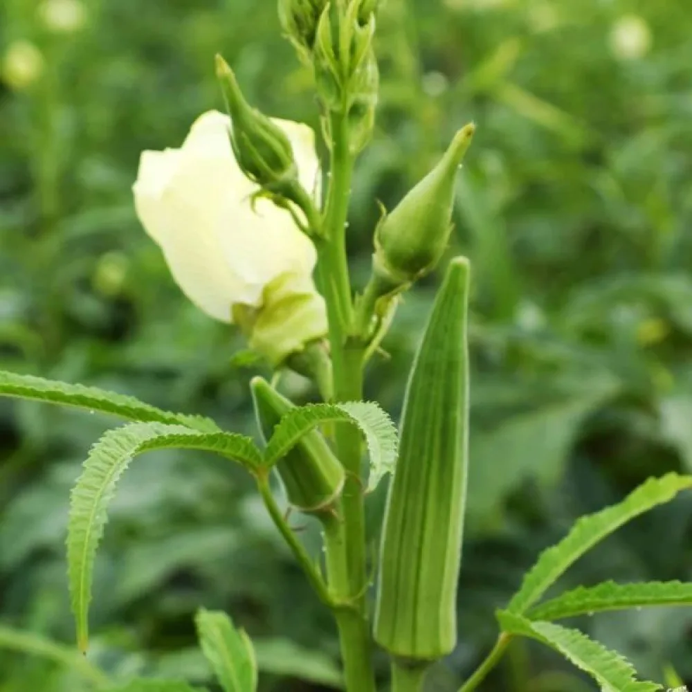 Okra 'Clemson Spineless'