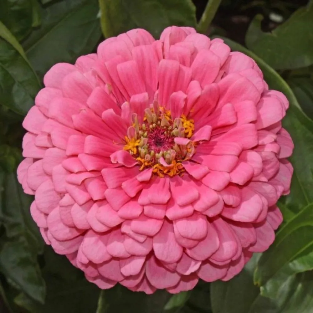 Zinnia 'Super Yoga Carmine'